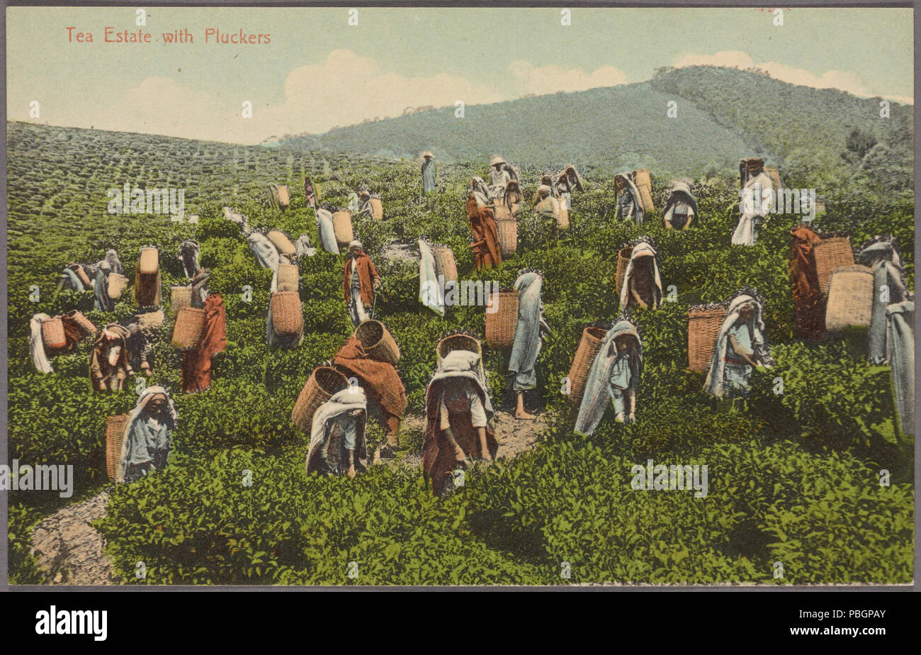 Outdated Tea Lands British colonial india tea plantation hi-res stock photography and ...