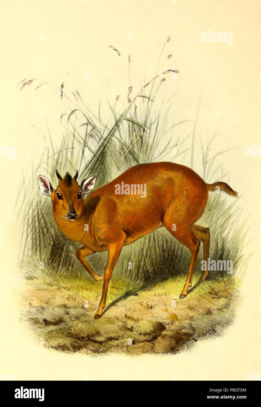 1617 The book of antelopes (1894) Cephalophus natalensis Stock Photo