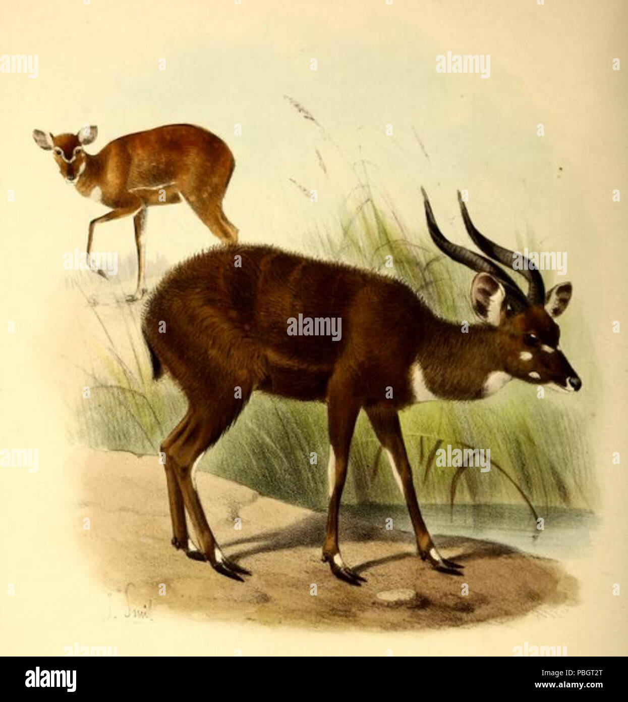 1617 The book of antelopes (1894) Limnotragus gratus Stock Photo