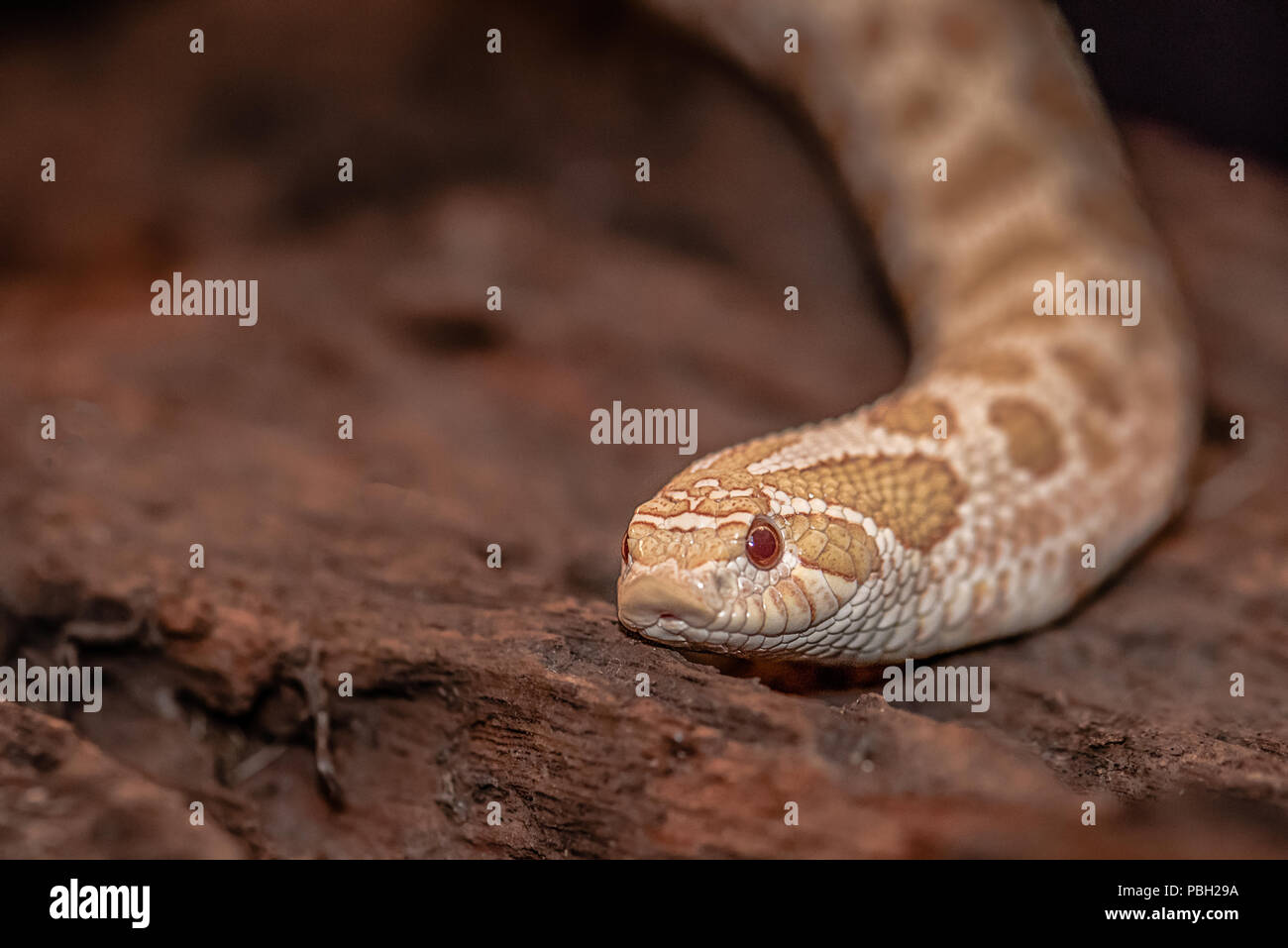 A close up of the head pf a Hognose snake. It is on a piece of old wood. It is face on to the camera. With copy space Stock Photo