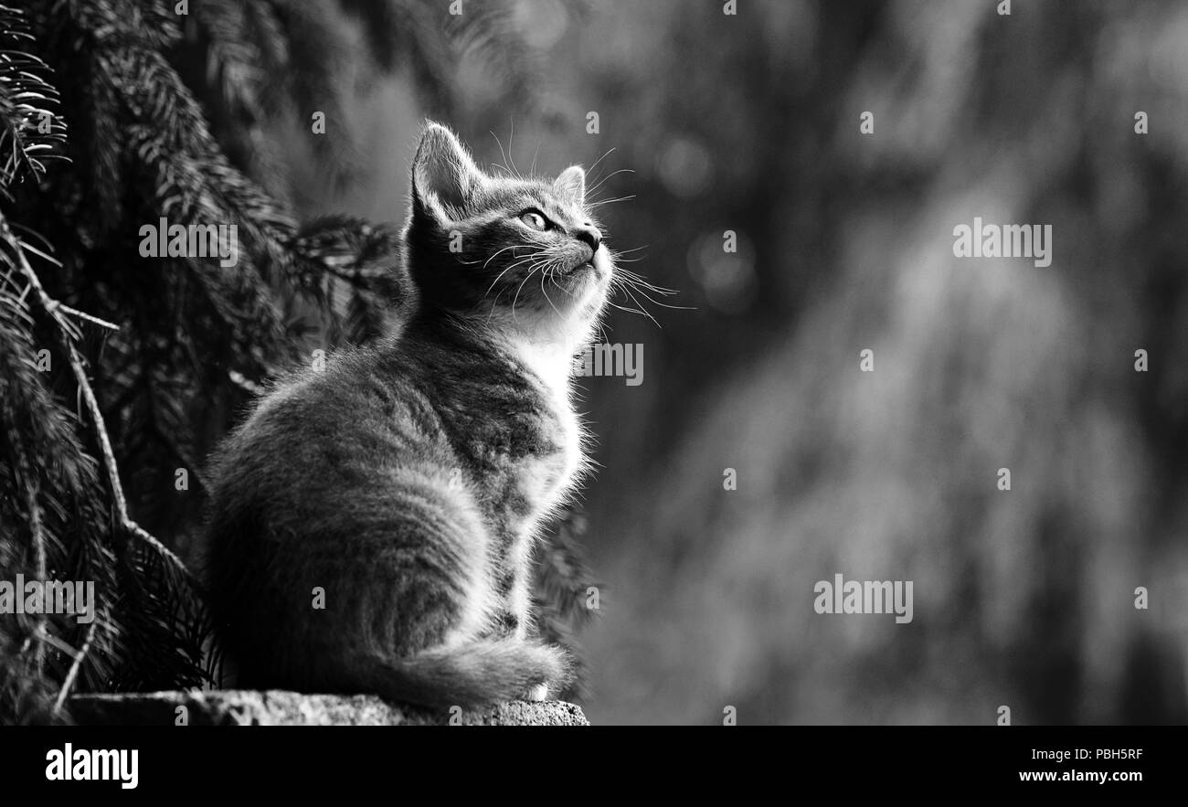 A furry striped kitten sitting outdoors, looking up. Trees in the background. Stock Photo