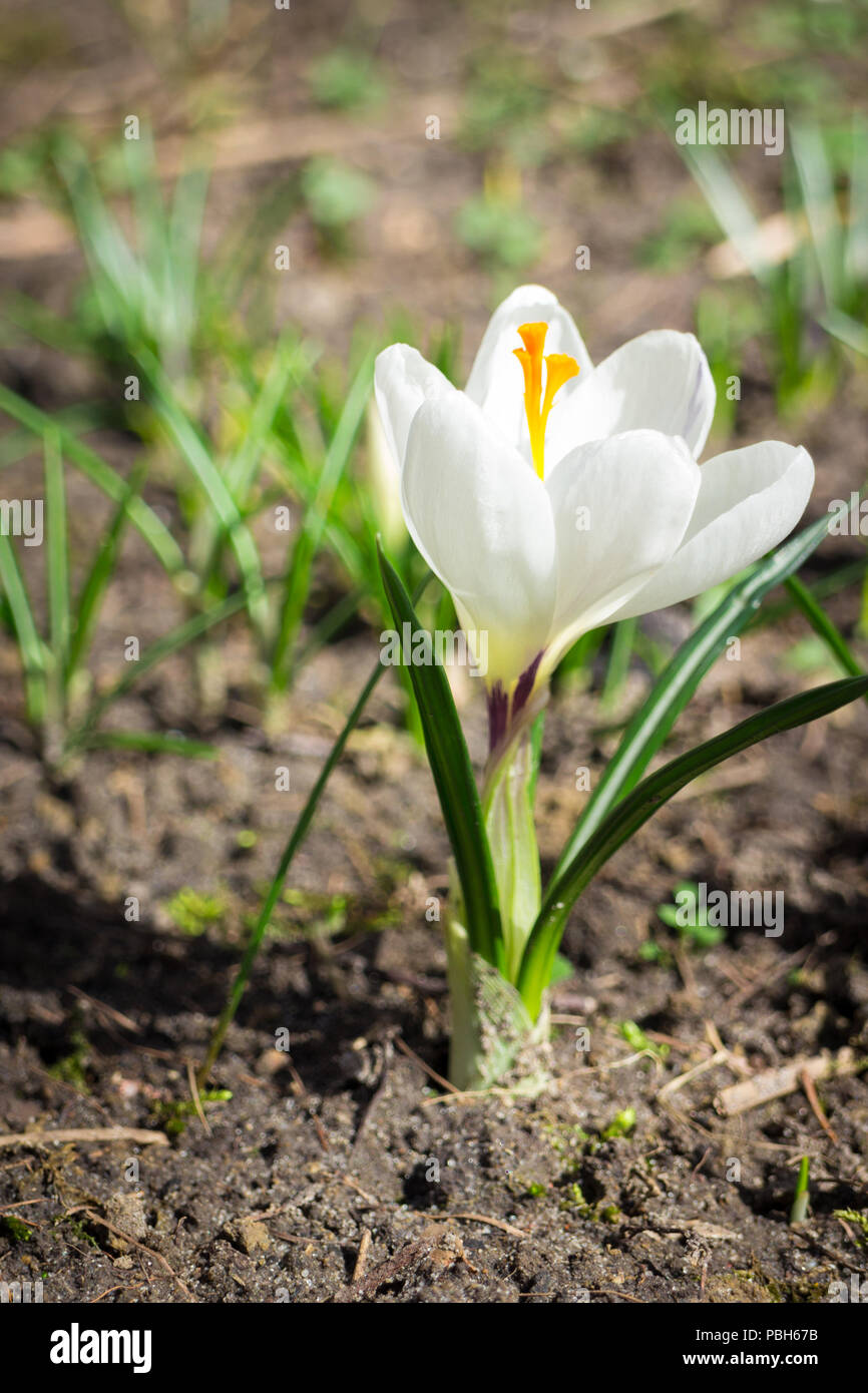 Saffron plant hires stock photography and images Alamy
