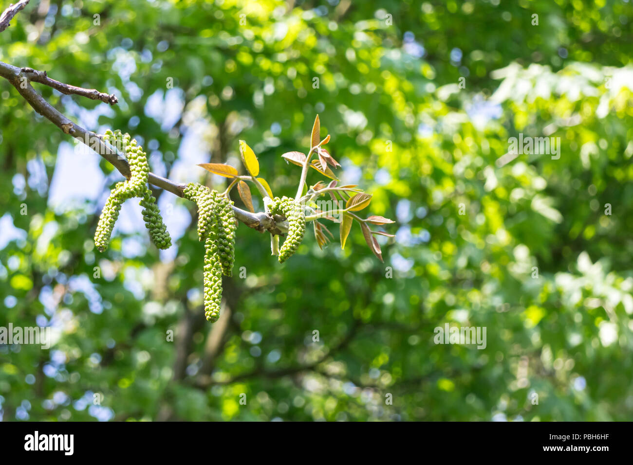 Male flower inflorescence of walnut on bunch of tree Stock Photo