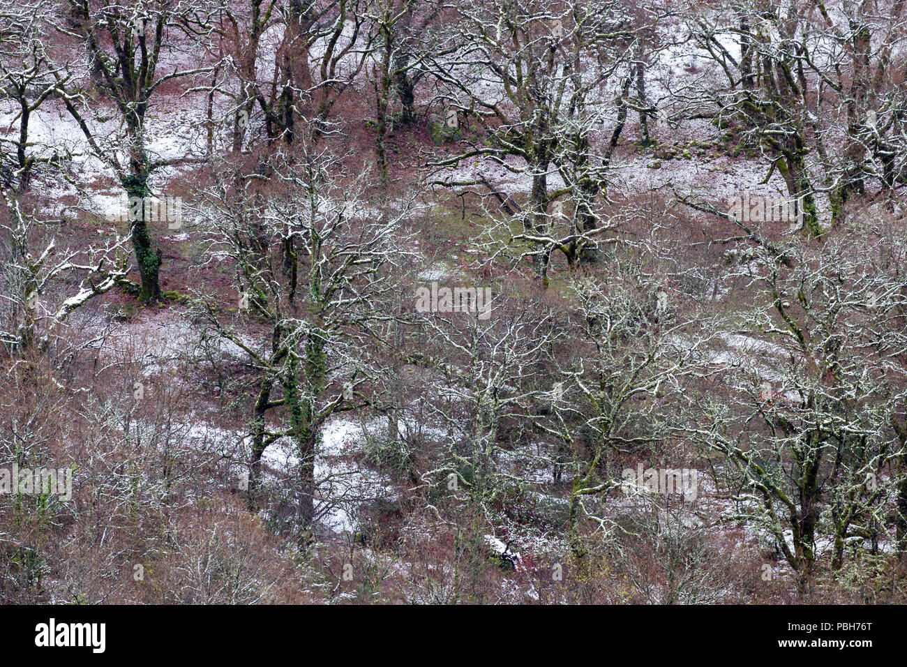 snow in the oak forest,  mata da Albergaria, Parque Nacional Peneda - Geres Stock Photo