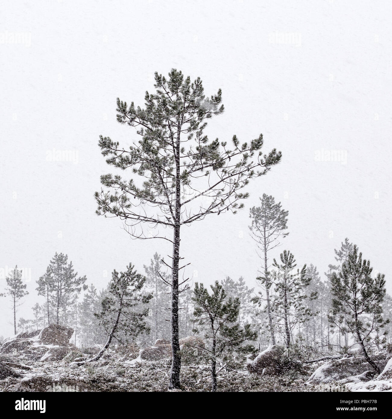 scots pine trees in blowing snow, Lamas area, mountain tops, Parque Nacional Peneda - Geres, Portugal Stock Photo