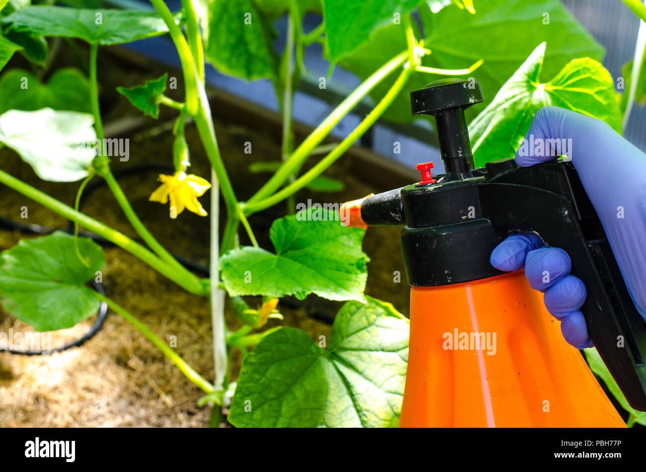 Spraying of vegetable plants against diseases and pests. Studio Photo Stock Photo