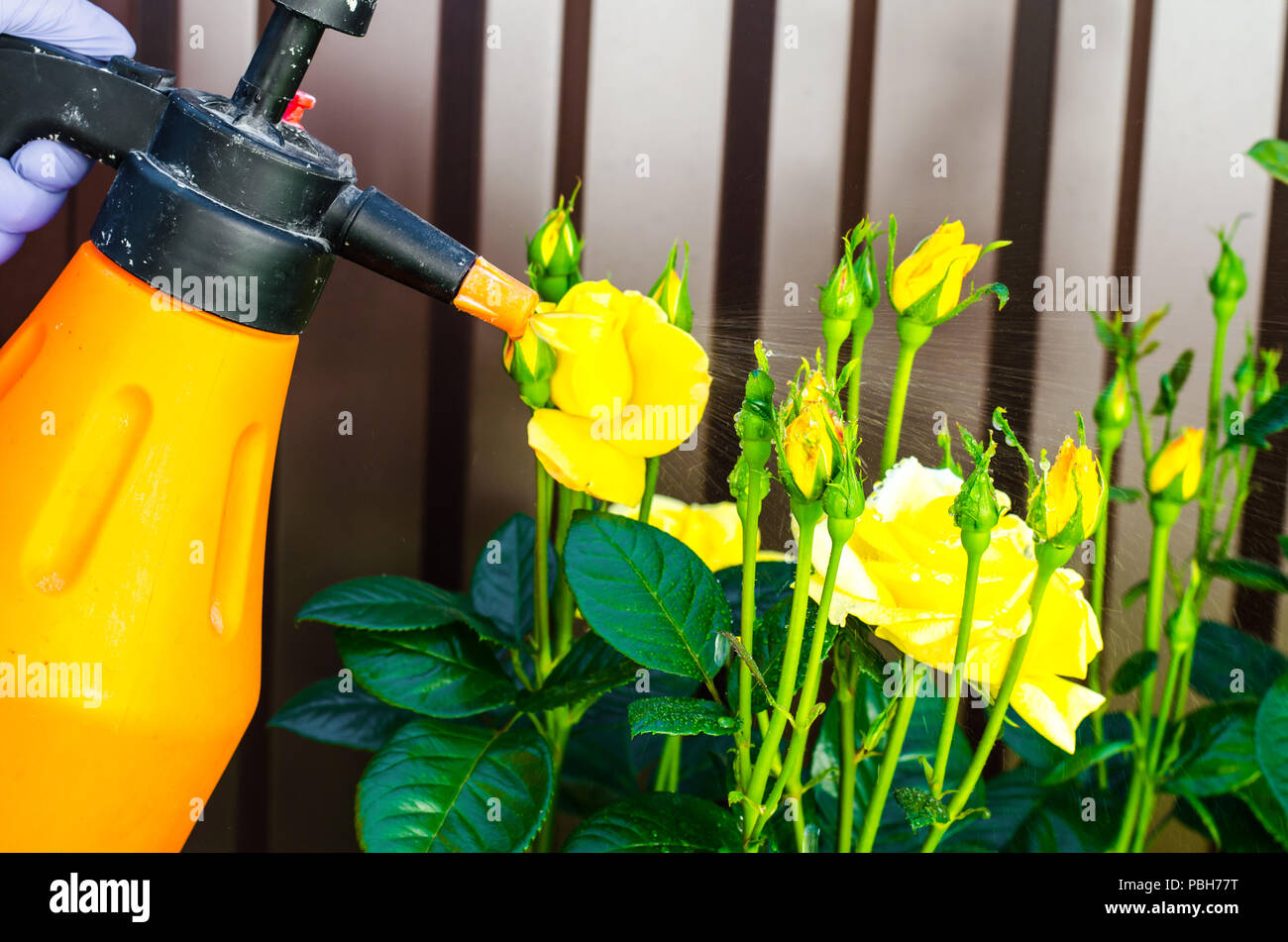 Use of pesticides against pests and diseases on roses. Studio Photo
