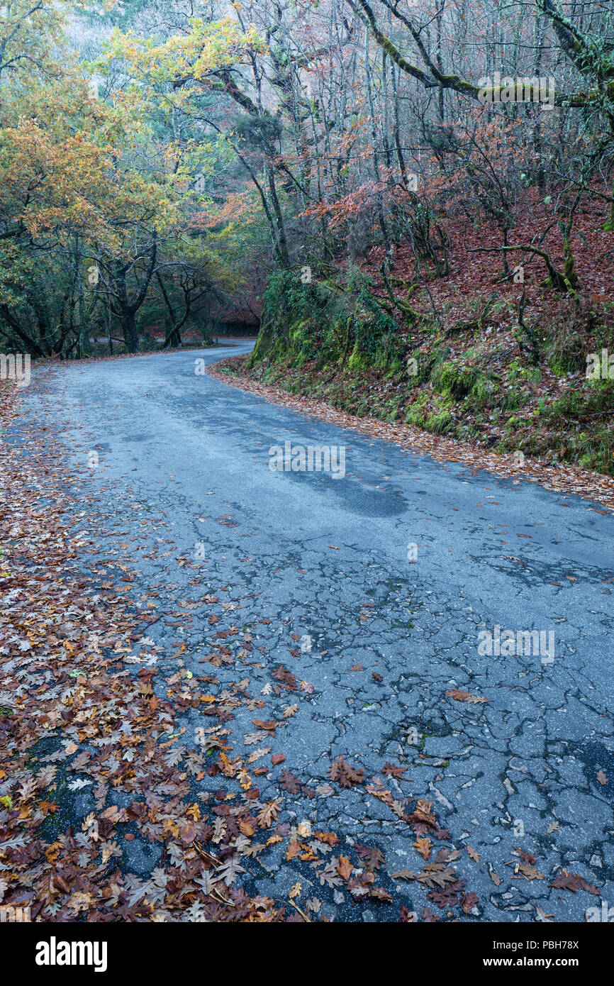 Autumn road through the trees in the Mata da Albergaria national forest. Peneda-Geres National Park. Stock Photo