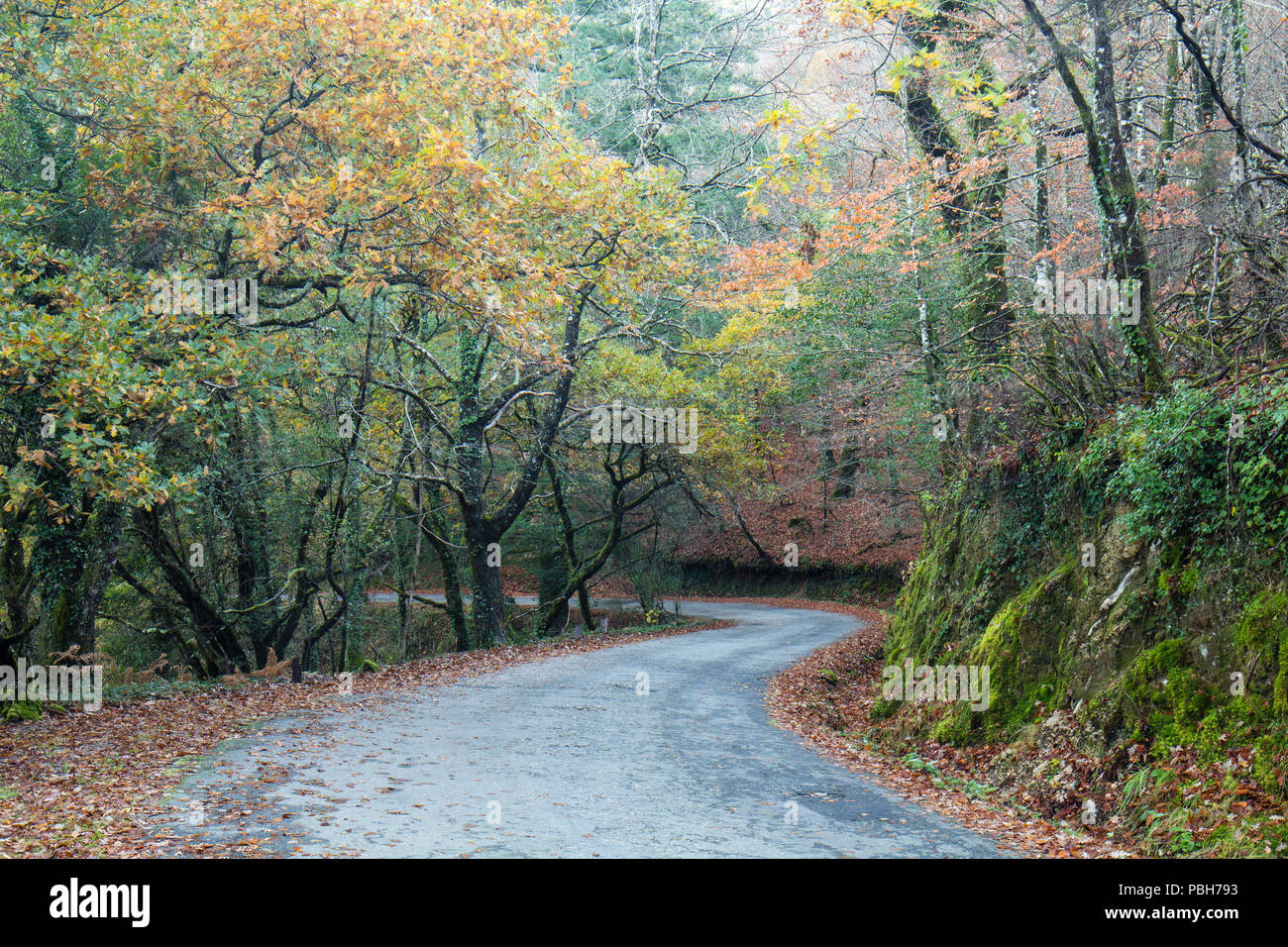 Autumn road through the trees in the Mata da Albergaria national forest. Peneda-Geres National Park. Stock Photo