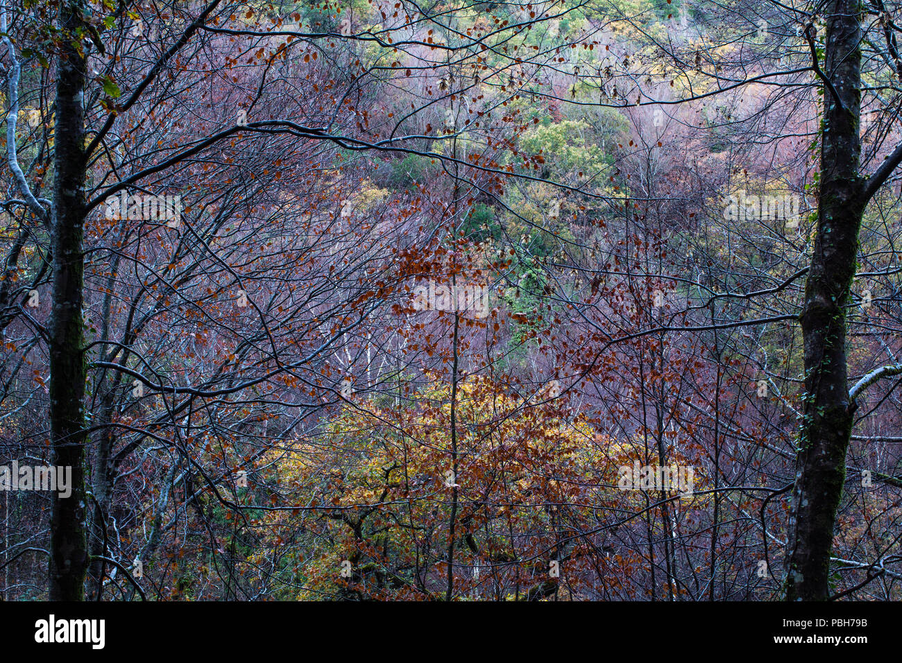 Autumn colours of the trees in the Mata da Albergaria national forest. Peneda-Geres National Park. Stock Photo