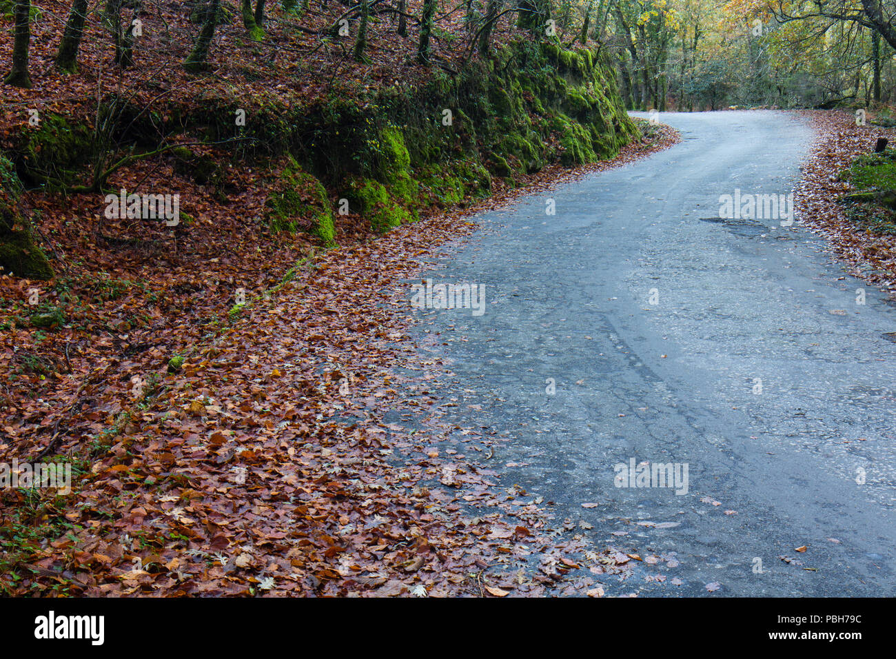 Autumn road through the trees in the Mata da Albergaria national forest. Peneda-Geres National Park. Stock Photo