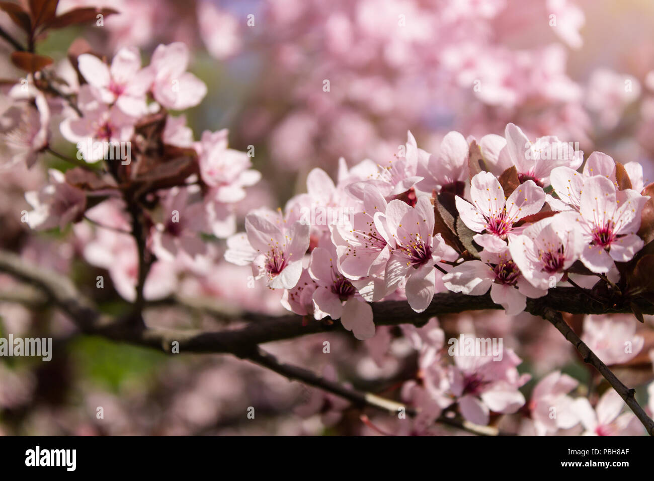 Close up branch blossoming hi-res stock photography and images - Alamy