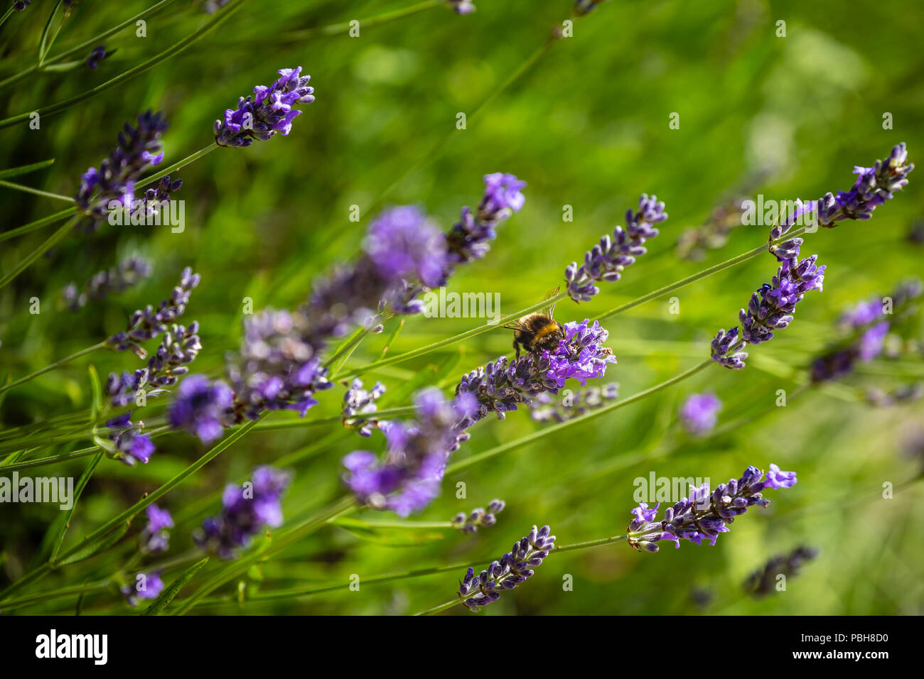 A bee collecting nectar from an Enlish lavender plant. Stock Photo