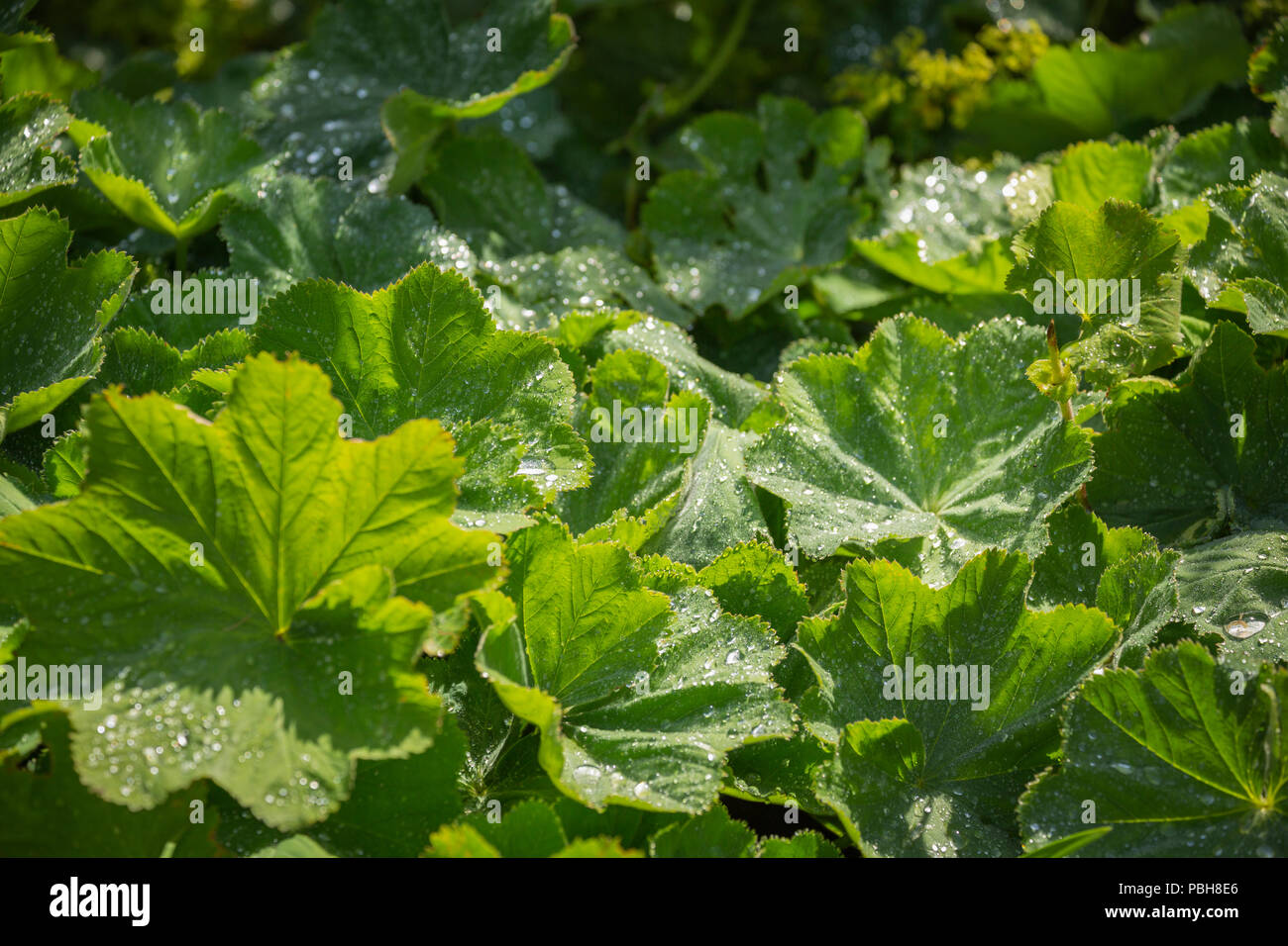 Rain droplets collected on the leaves of a Ladys Mantle plant. Stock Photo