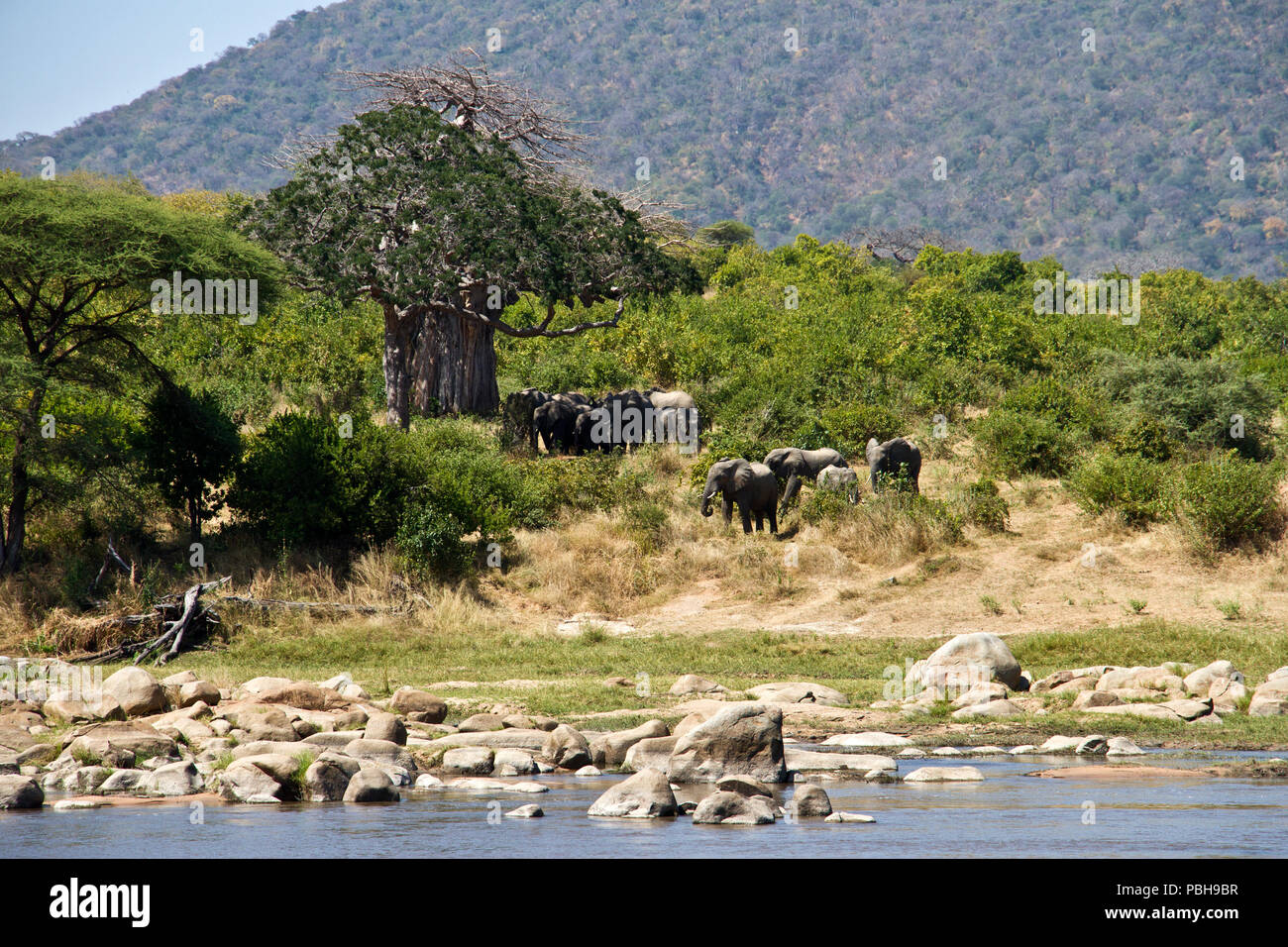 A herd of elephant rest in the shade of a huge baobab whilst others saunter down to the river to drink and bathe. Stock Photo
