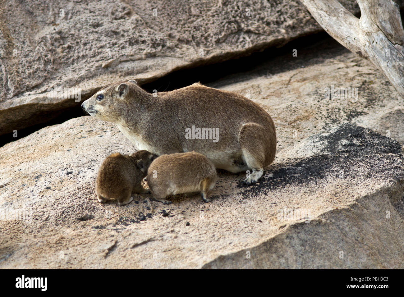A female Bush Hyrax suckles twins from her pectoral mammary glands, though she has two pais of teats. Stock Photo