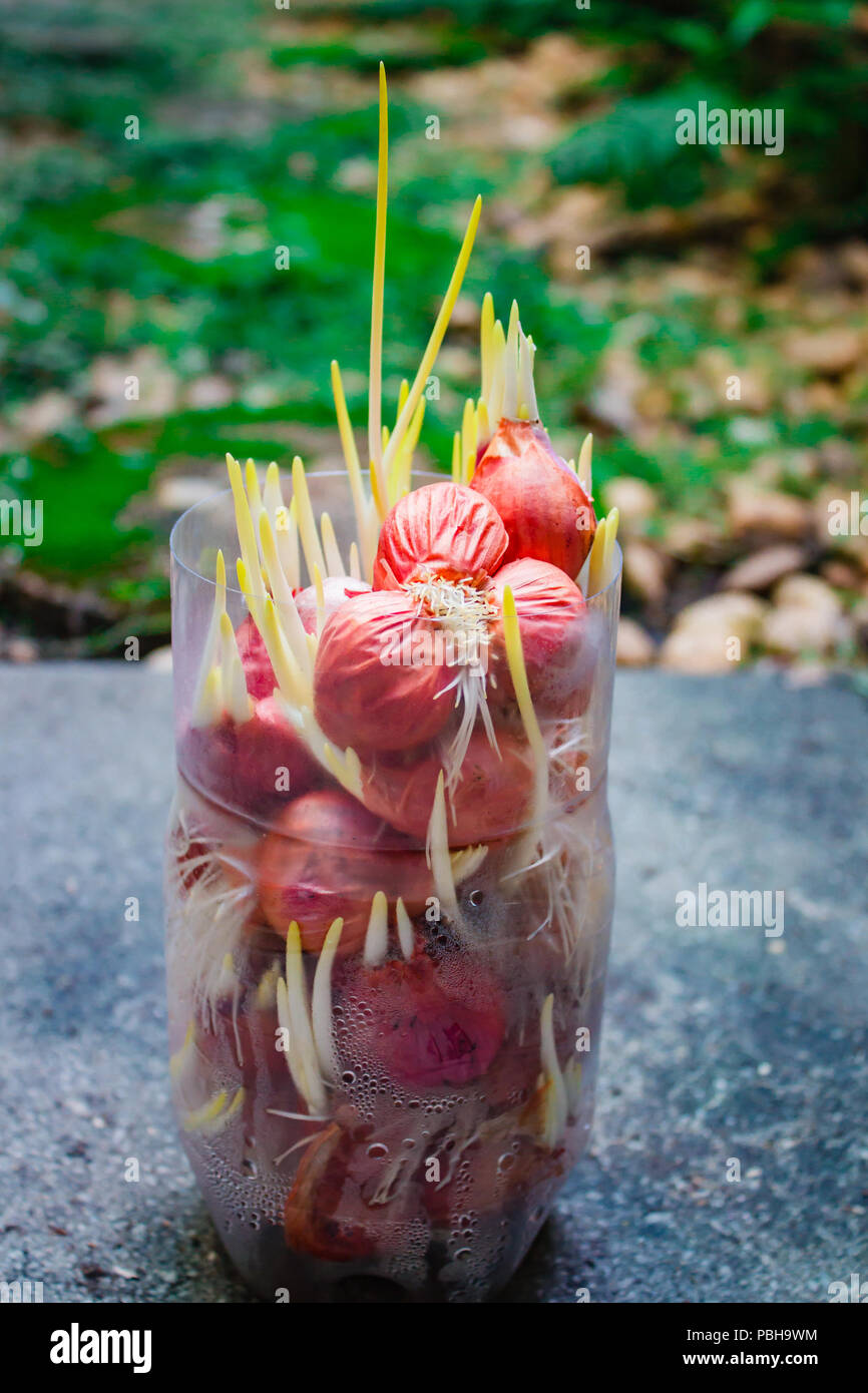 Onion growing plant with underground root Stock Photo Alamy