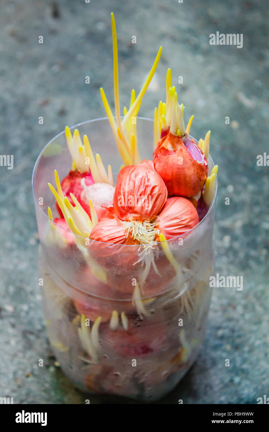 Onion growing plant with underground root Stock Photo Alamy