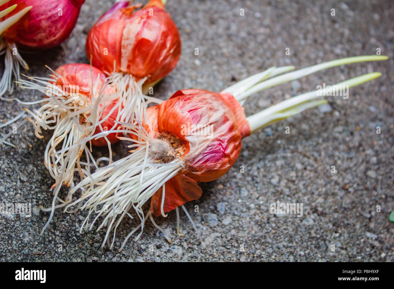 Onion growing plant with underground root Stock Photo Alamy