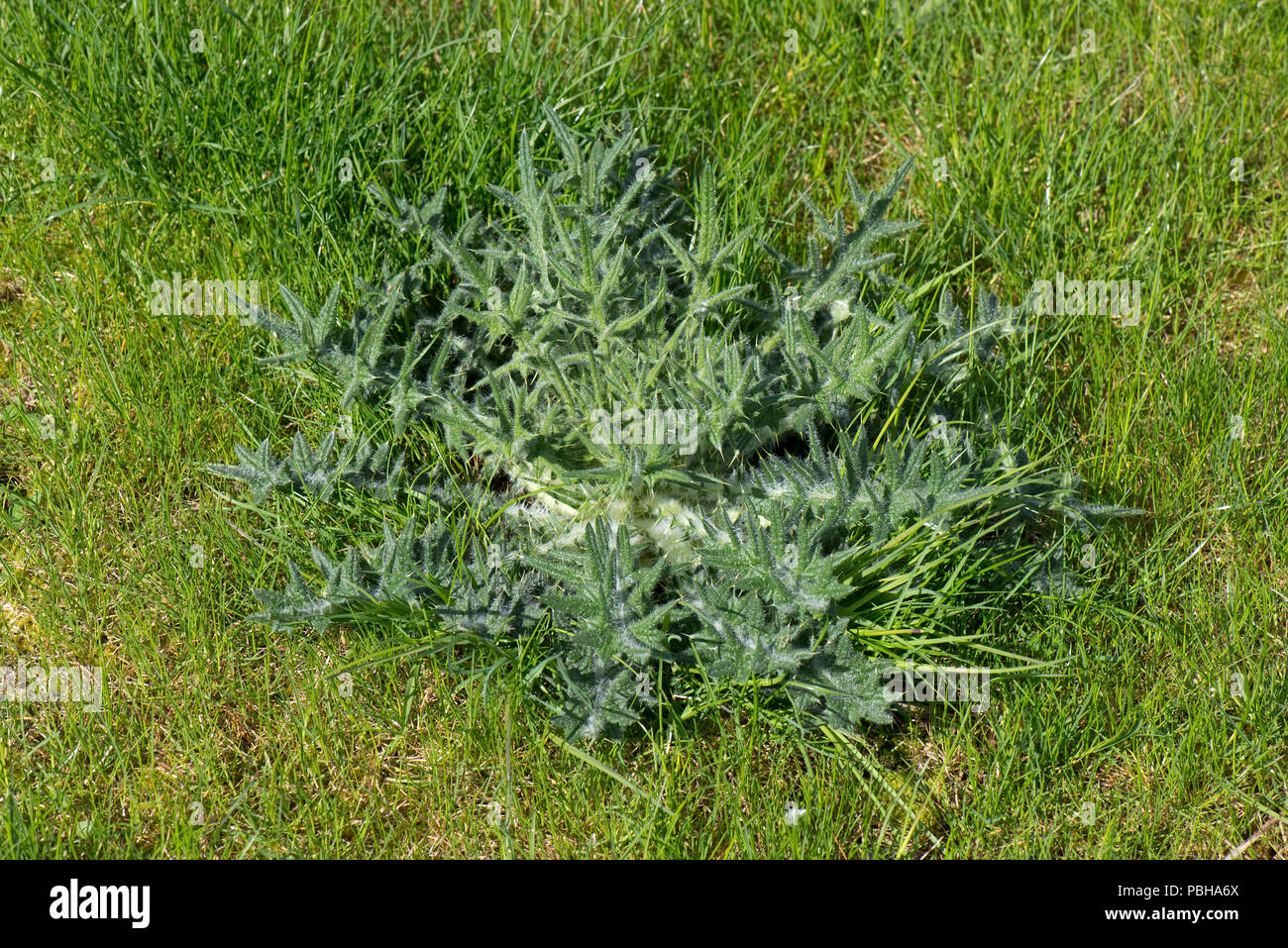 Rosette of leaves of a young spear thistle, Cirsium vulgare, in a young lawn, Berkshire, April Stock Photo