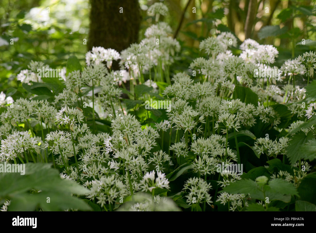 Wild garlic or ramsons, Allium ursinum, white flowers in dappled