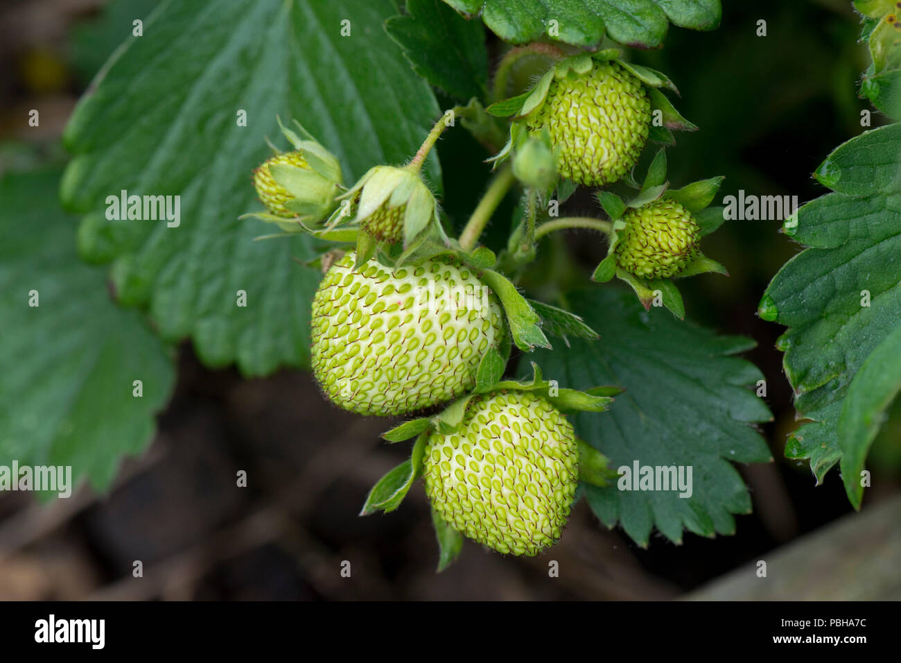 Green, unripe strawberry fruits, Fragaria x ananassa, aggregate accessory fruit with external achenes, Berkshire, May Stock Photo