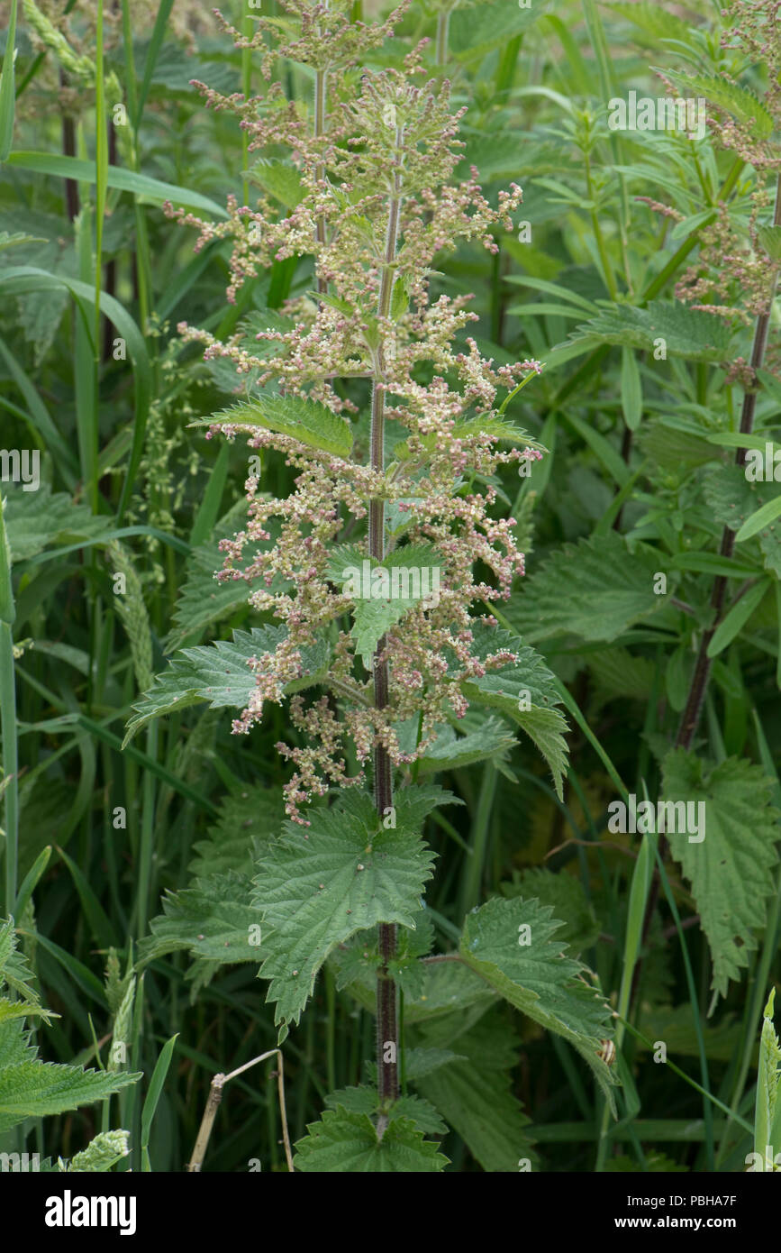 Flowering stinging nettle, Urtica dioica, among other vegetation, Berkshire, May Stock Photo