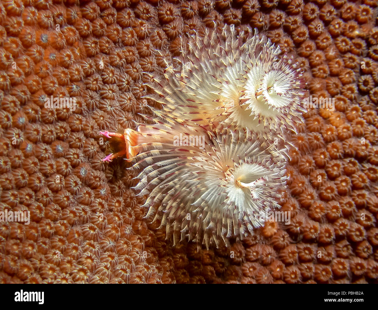 Coral reef in Carbiiean Sea Christmas tree worm Stock Photo Alamy