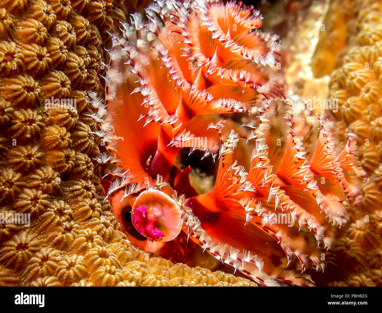 Coral reef in Carbiiean Sea Christmas tree worm Stock Photo Alamy