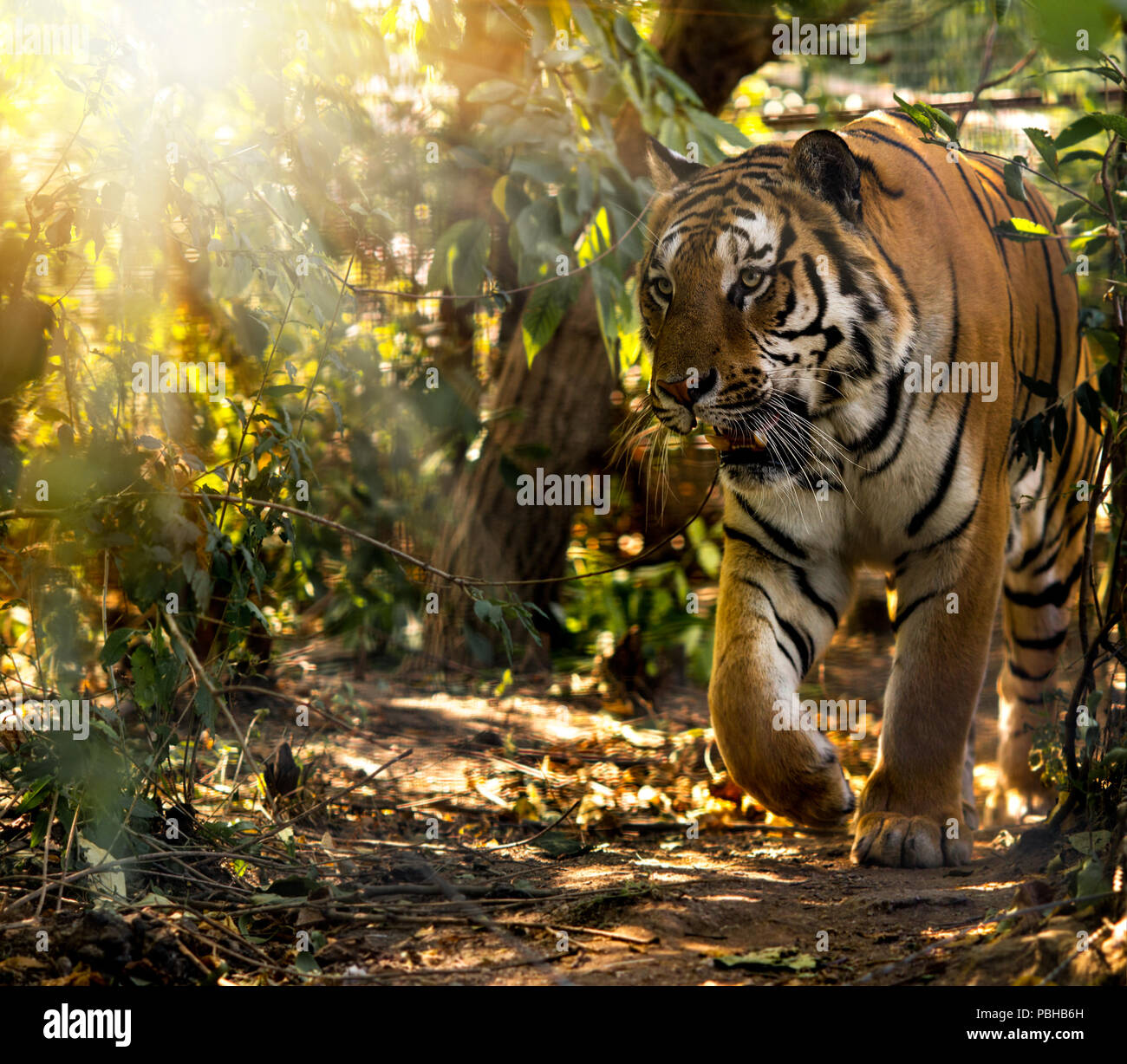 Siberian tigers hunting hires stock photography and images Alamy