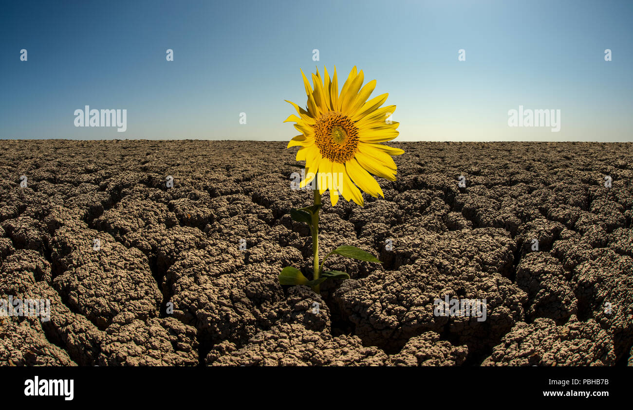 sunflower to grow out on droughty desert, horizontal photo Stock Photo Alamy