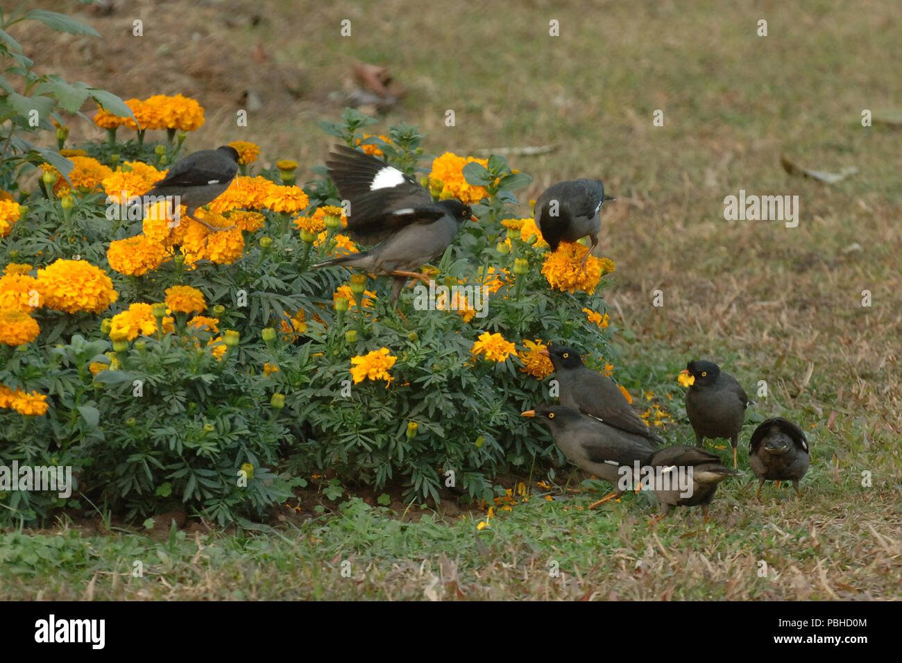 Common flower in bangladesh hires stock photography and images Alamy