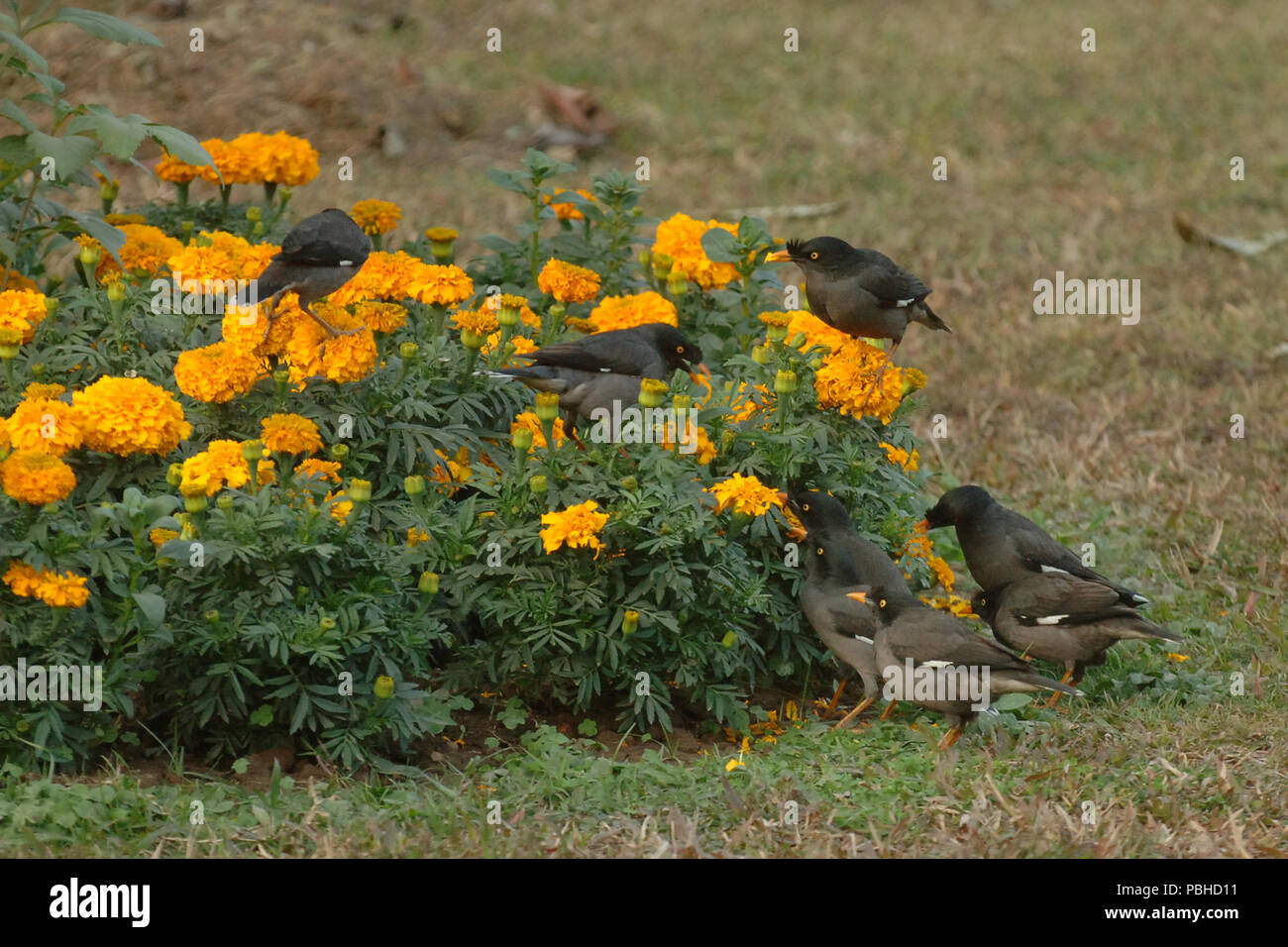 Common flower in bangladesh hires stock photography and images Alamy