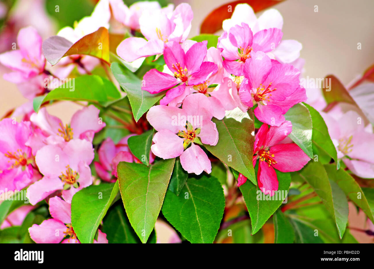 Pink apple blossom in garden Stock Photo
