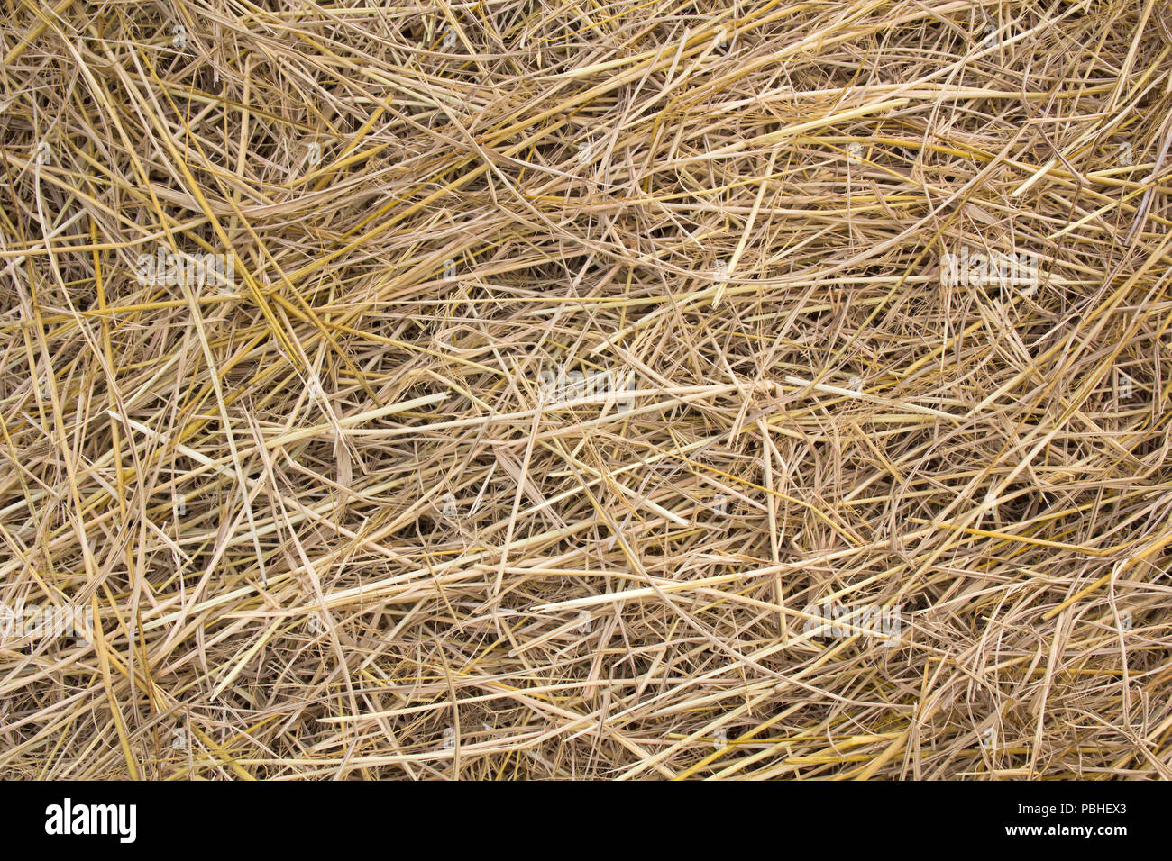 pile of dry rice chaff pattern texture and background Stock Photo - Alamy