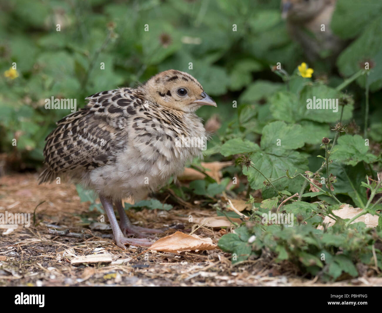 Young pheasant uk hires stock photography and images Alamy