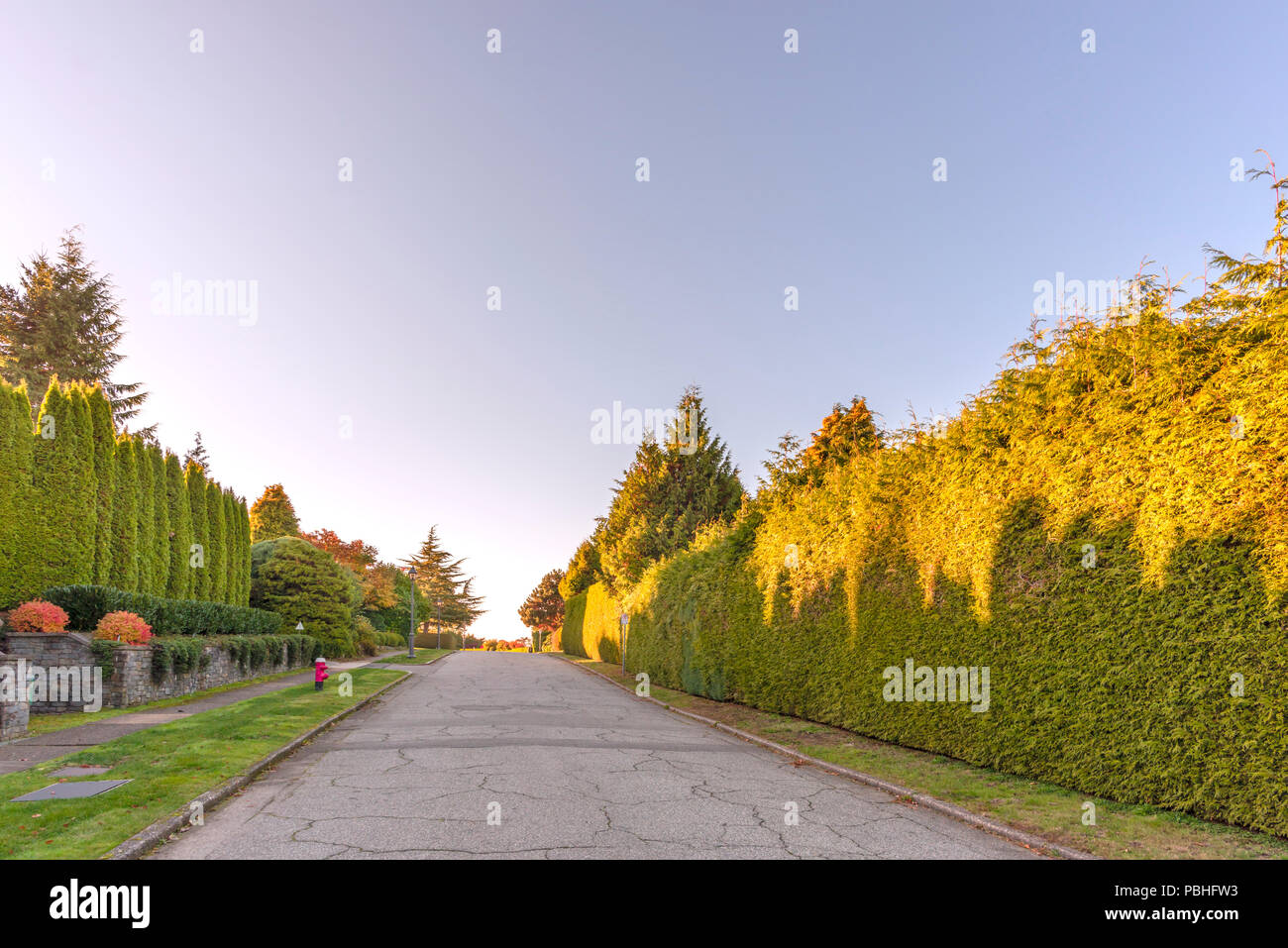 asphalt road in the autumn street with trees and fallen leaves, green ...
