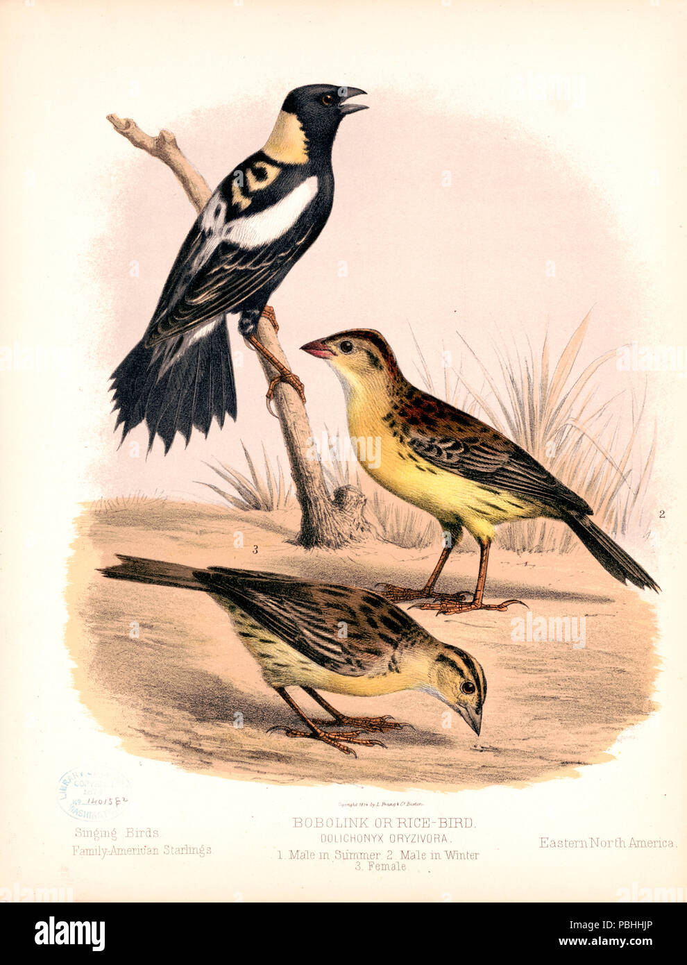 Print shows 1. a Bobolink or Rice-Bird in summer, facing right, upper left; 2. a male Bobolink in winter, left profile, middle right, and 3. a female Bobolink in winter lower right.  CA 1874 Stock Photo
