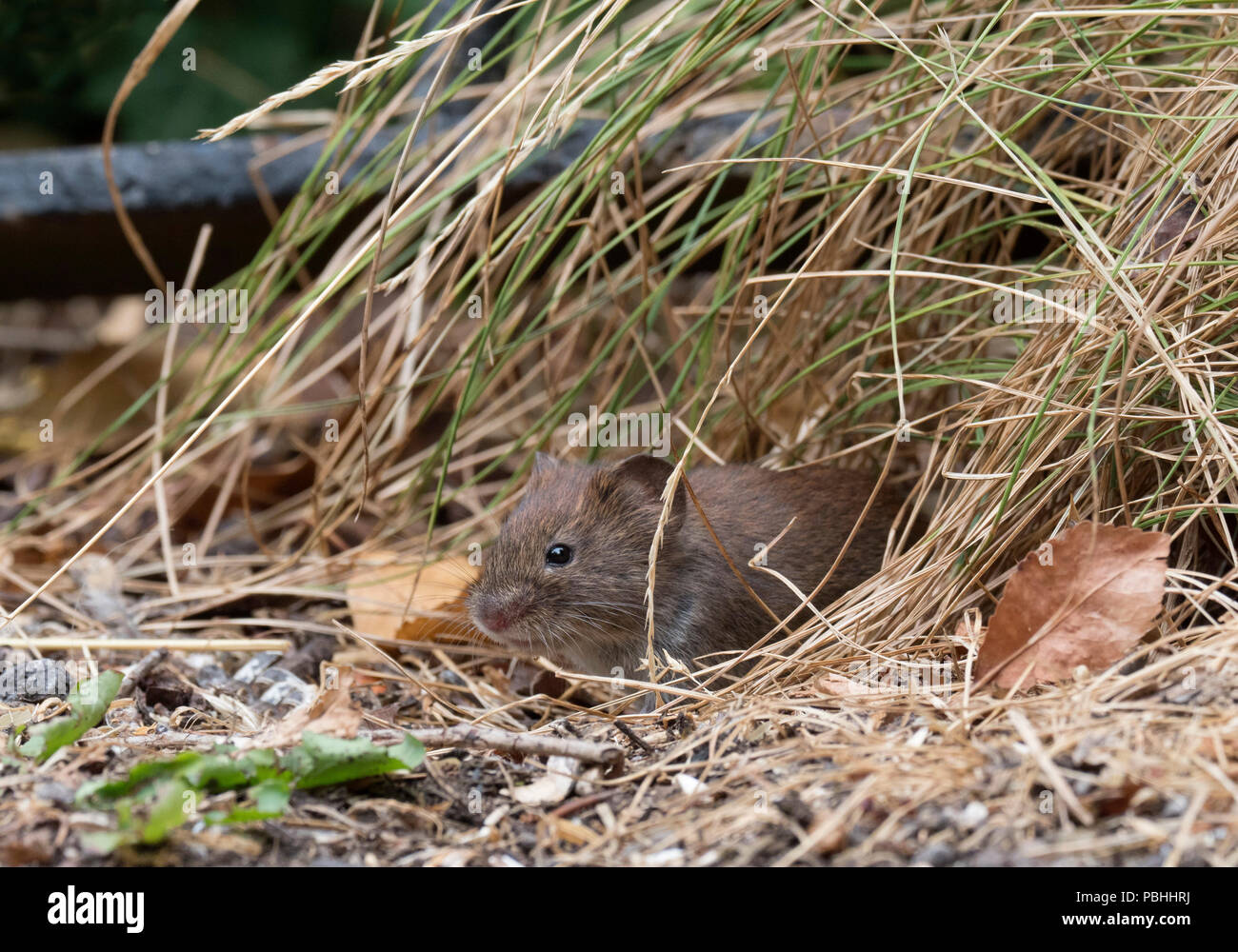Species Water Vole The Mammal Society