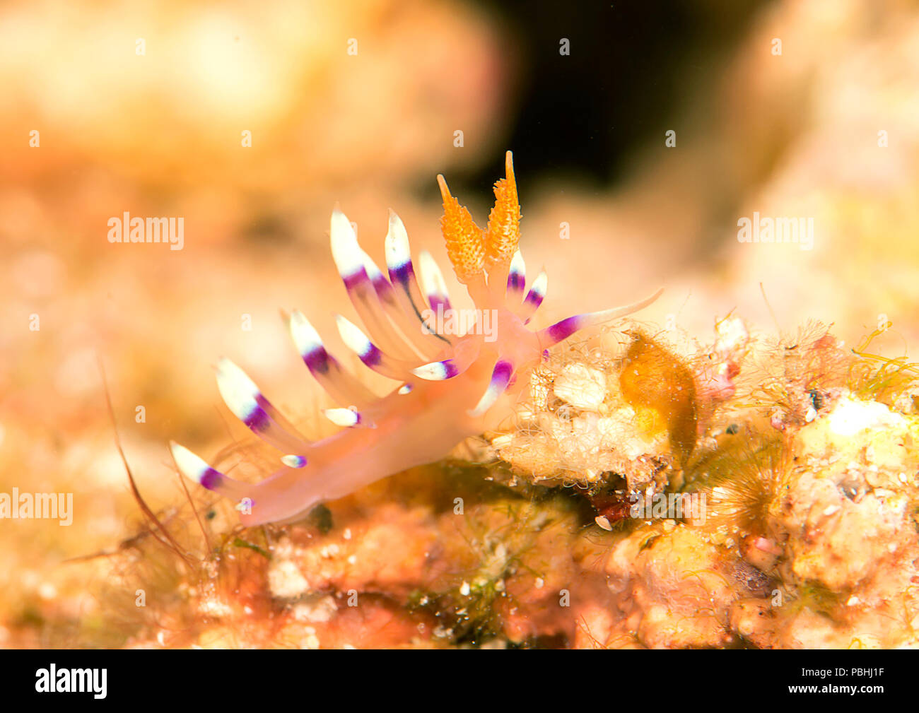 Macro of a much desired  or desirable flabellina Stock Photo