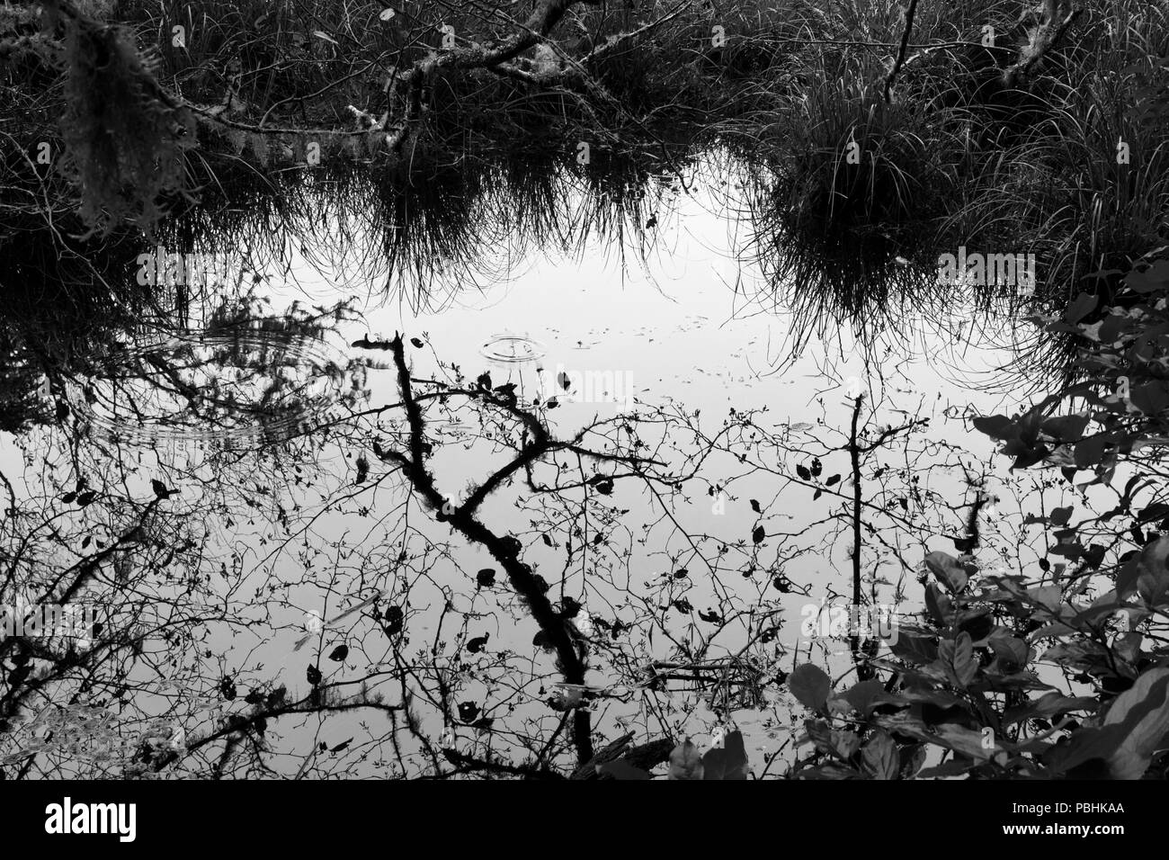 Black and white tree reflection Stock Photo Alamy