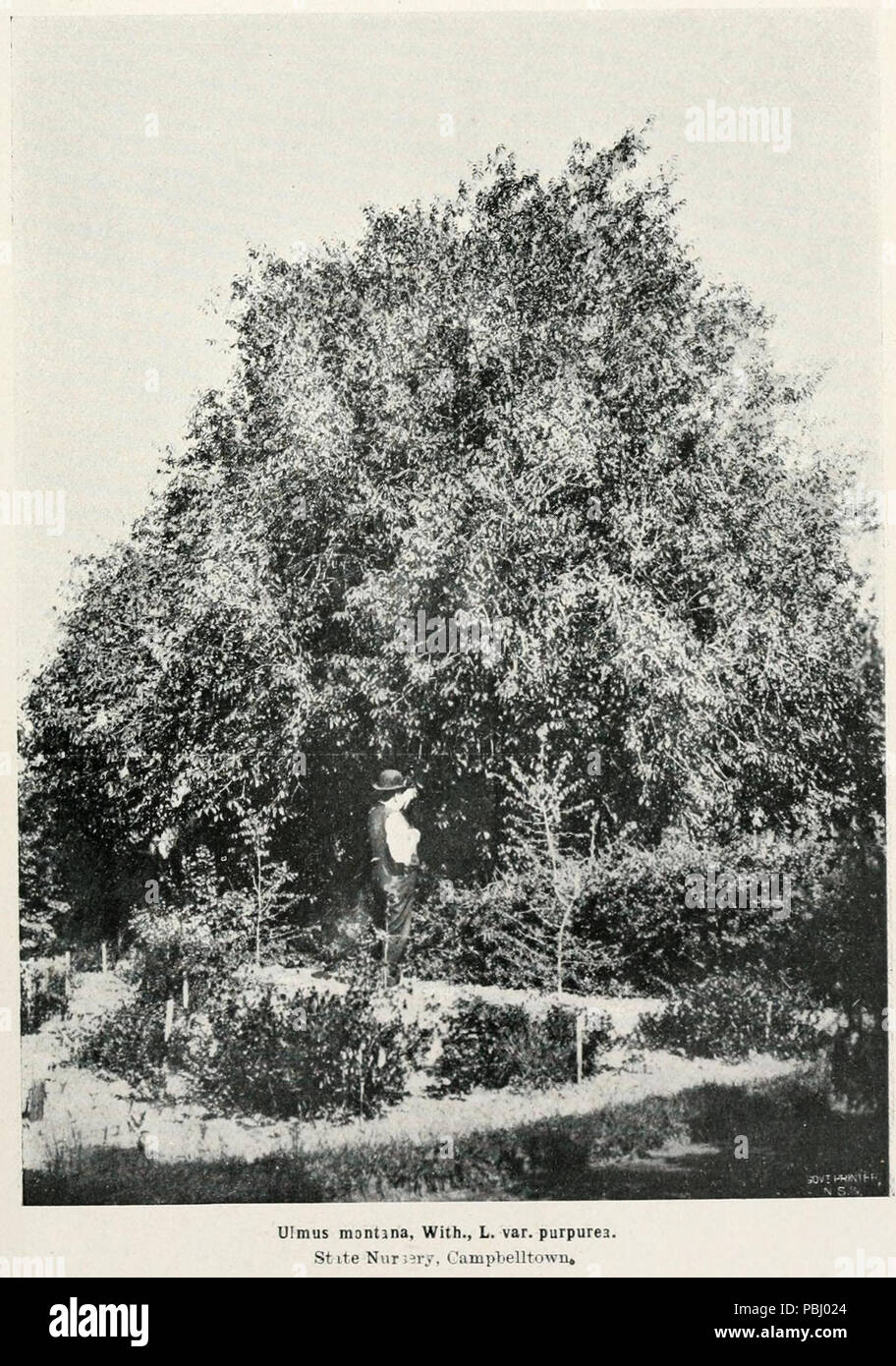 1787 Ulmus montana, With., L. var. purpurea. State Nursery, Campbelltown Stock Photo