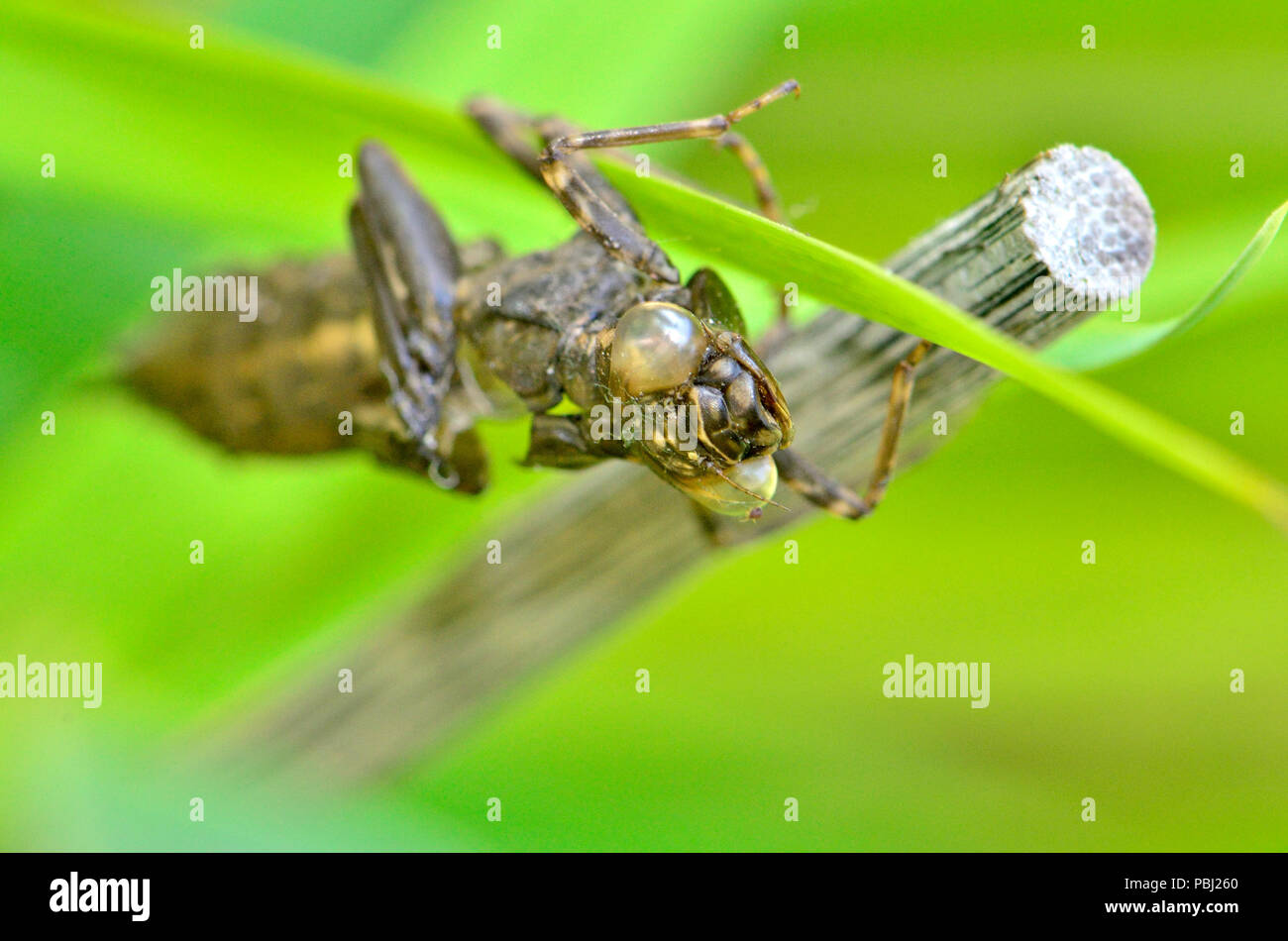 Discarded skin of a dragonfly nymph after the adult insect has emerged Stock Photo