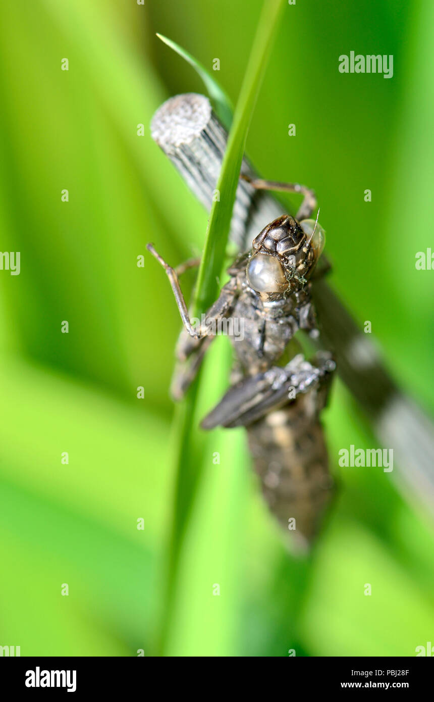 Discarded skin of a dragonfly nymph after the adult insect has emerged Stock Photo