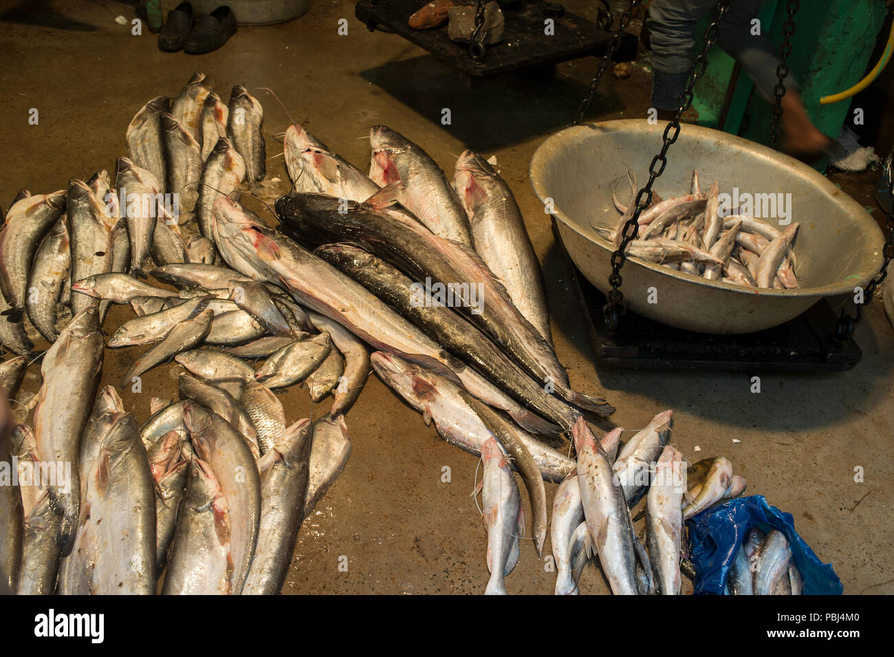 Kolkata fish market hires stock photography and images Alamy
