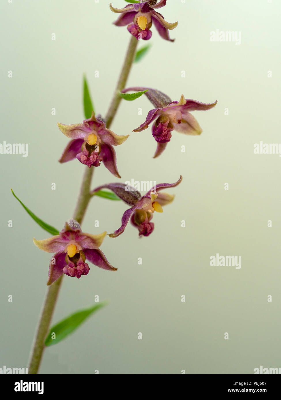 Red Helleborine wild orchid, Epipactis atrorubens. Photographed in situ on plain background. Stock Photo