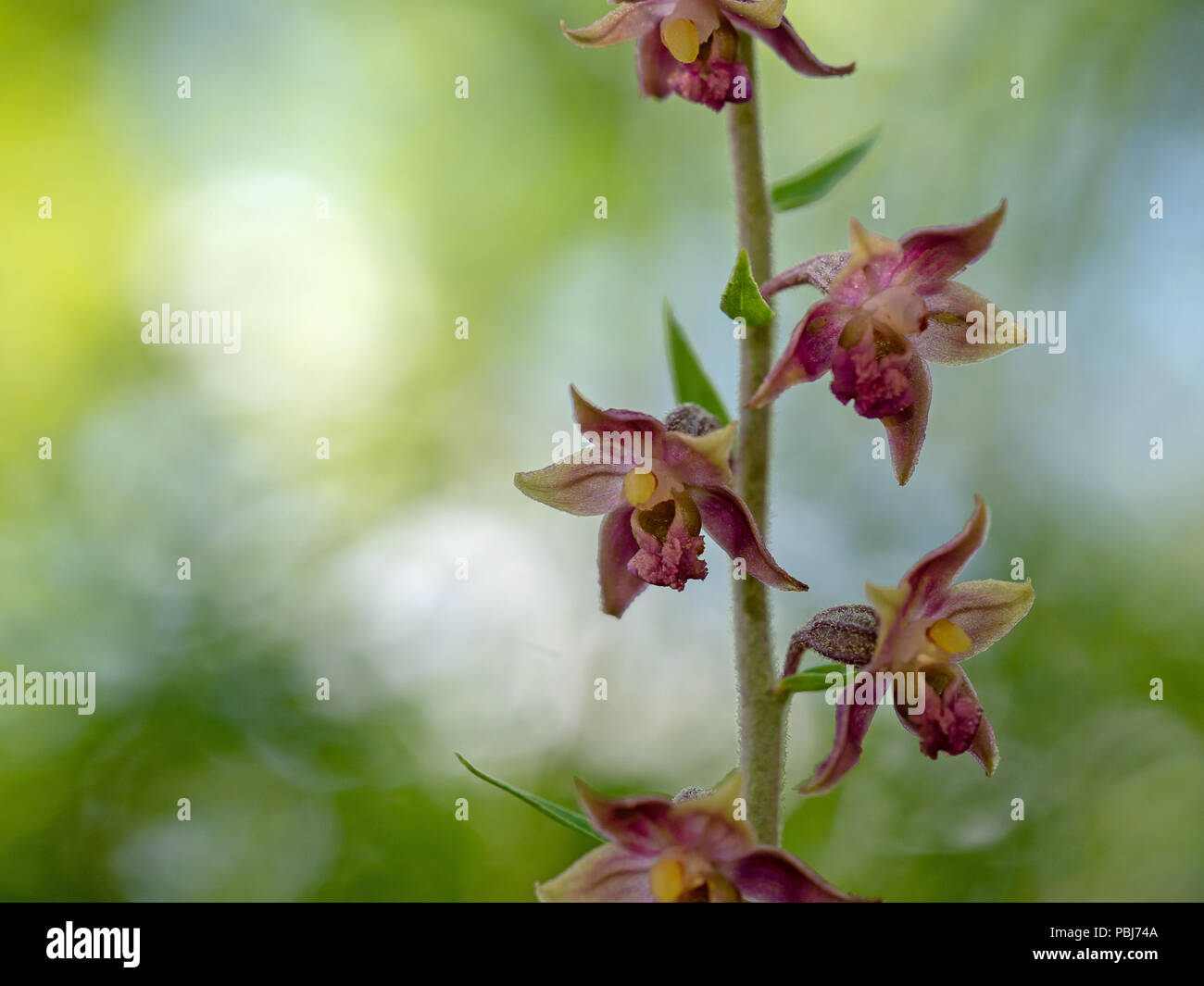 Red Helleborine wild orchid, Epipactis atrorubens Stock Photo