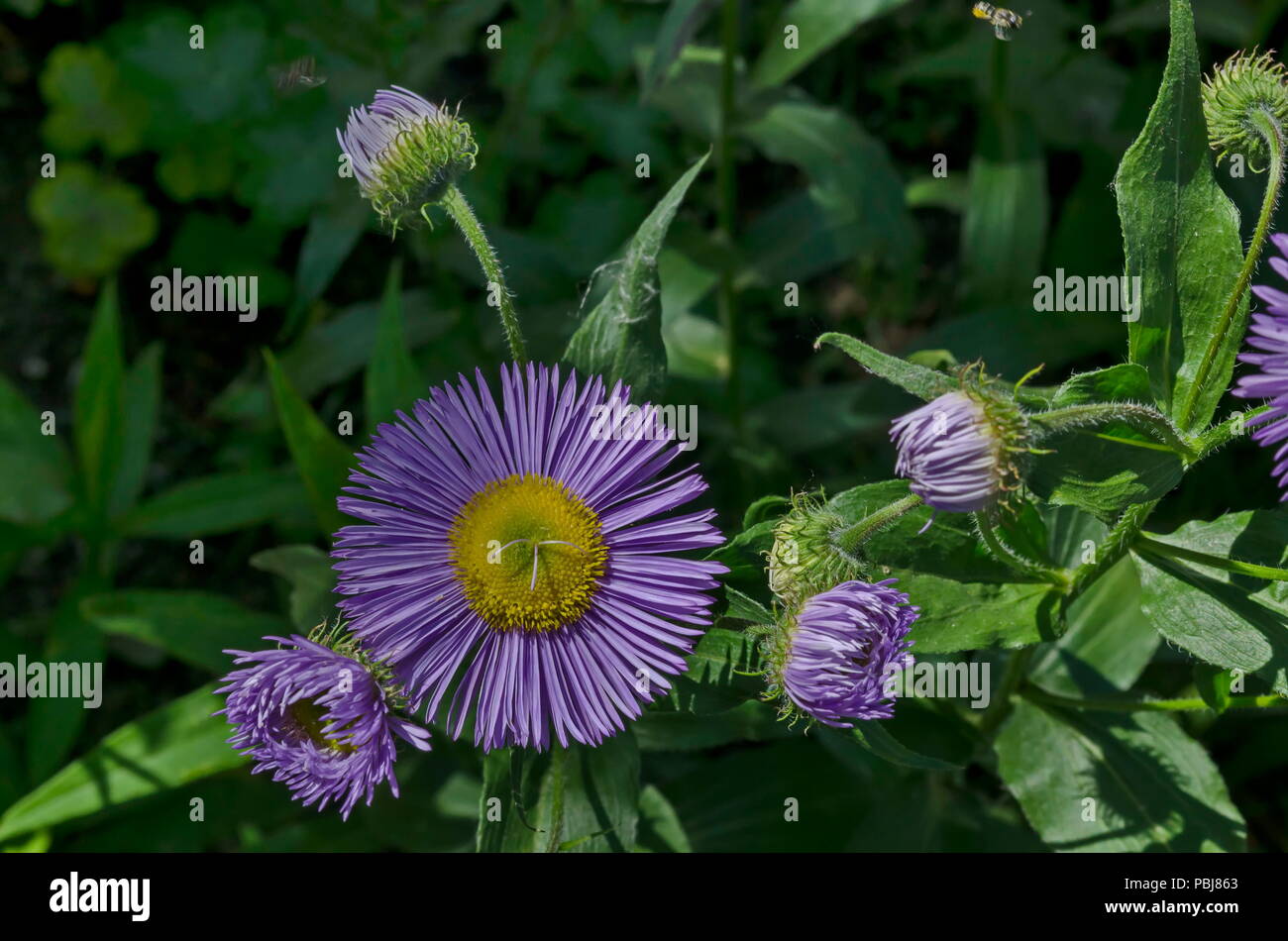 Colorful Purple Alpine Aster Astra Verghinas Or Daisies Flowers