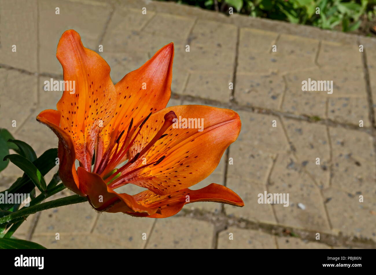 Red orange Tiger Lily or Tiger Lilium  flower blooming in a garden, district Drujba, Sofia, Bulgaria Stock Photo