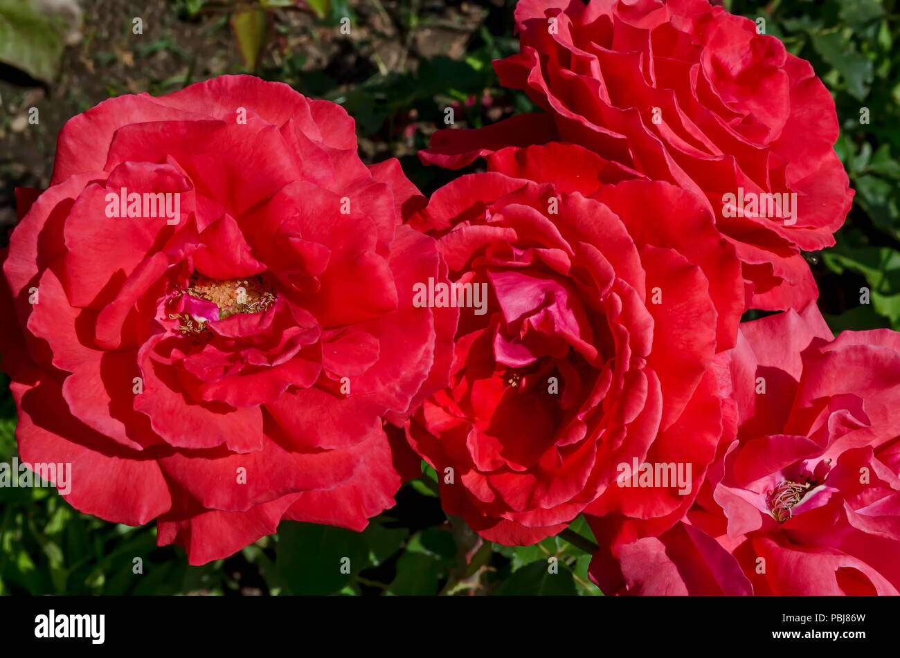 Red rose bush in bloom at natural outdoor garden, district Drujba